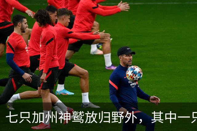 七只加州神鹫放归野外，其中一只是第200只