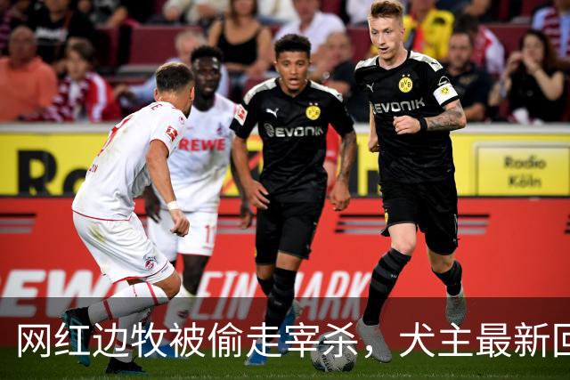 网红边牧被偷走宰杀，犬主最新回应：对方赔偿30万元，我将一分不留全捐出去！